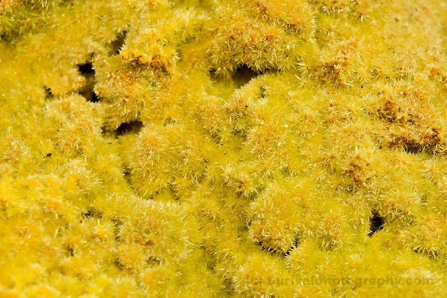 Pyromorphite