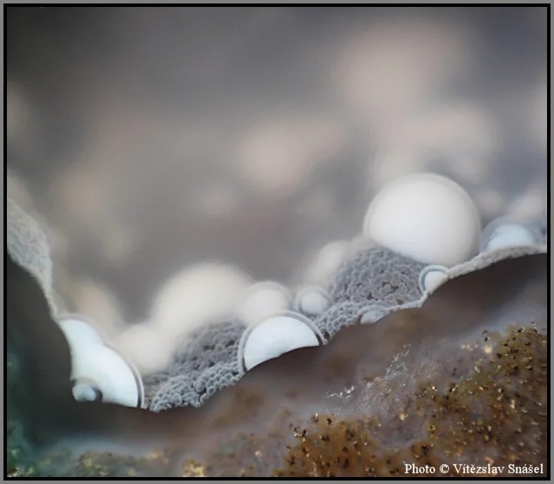 Mineral photo of Agate from locality Dráčov, Czech Republic