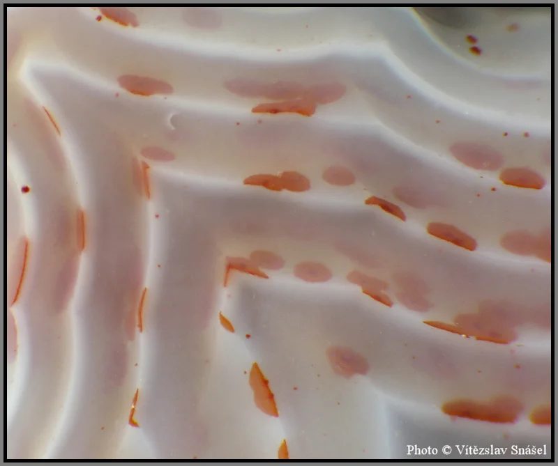 Mineral photo of Agate from locality Studenec, Czech Republic
