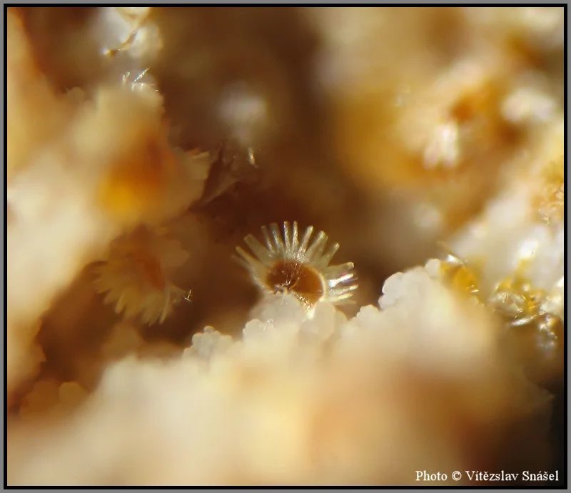 Mineral photo of Cacoxenite from locality La Lande quarry, Brittany, France