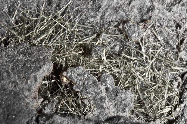 Mineral photo of Millerite from locality důl Staříč, Czech Republic