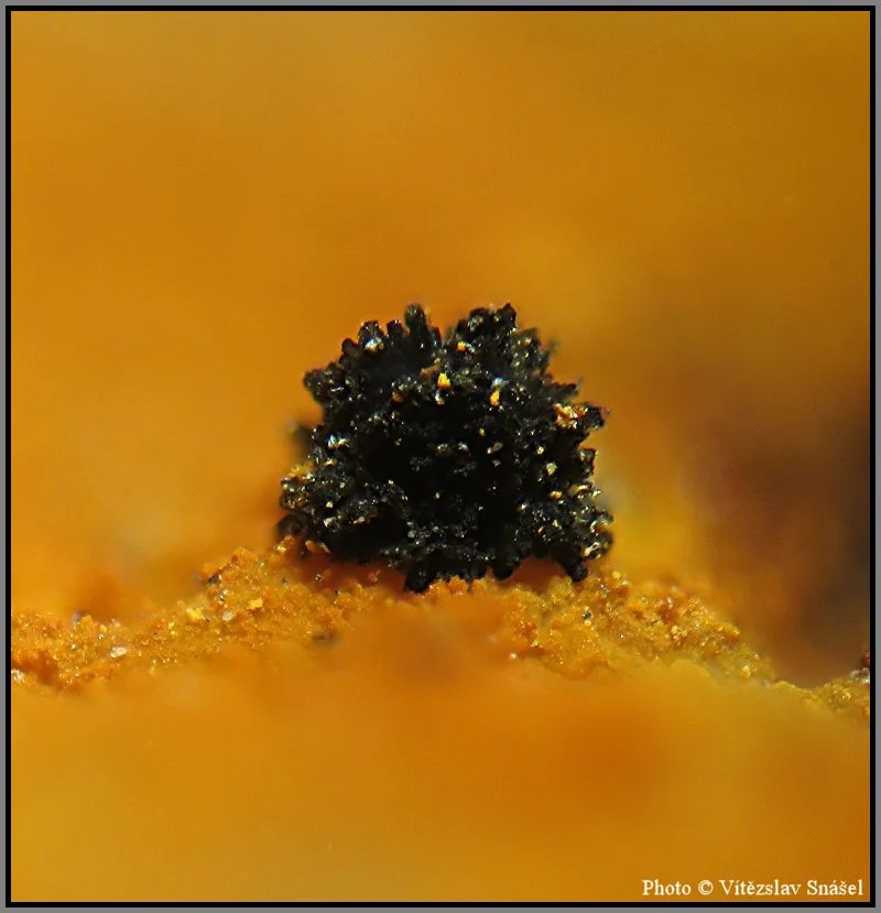 Mineral photo of Natrodufrénite from locality La Lande quarry, Brittany, France