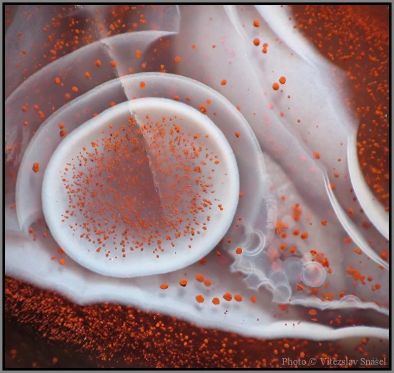 Mineral photo of Agate from locality Kundratice u Jilemnice, Czech Republic