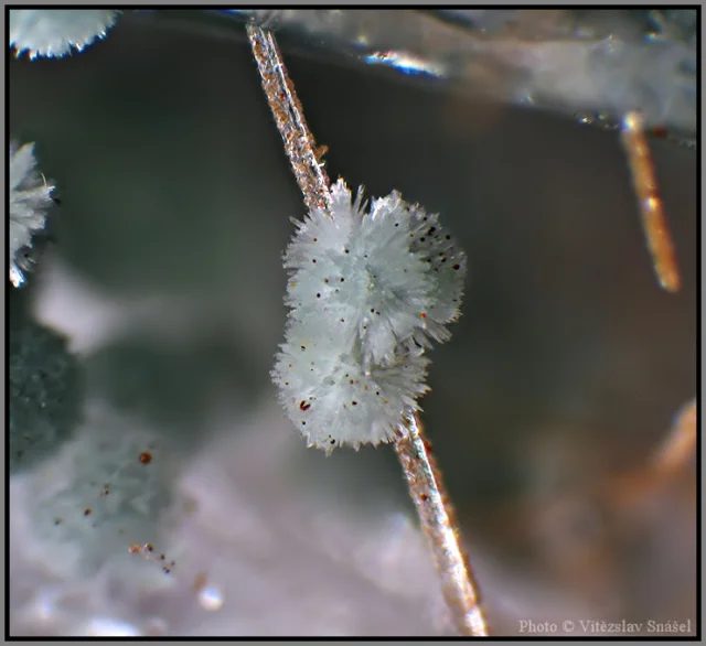 Mineral photo of Pumpellyite-(Mg) from locality Obří Důl, Czech Republic