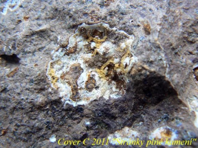 Quartz (var. chalcedony)
