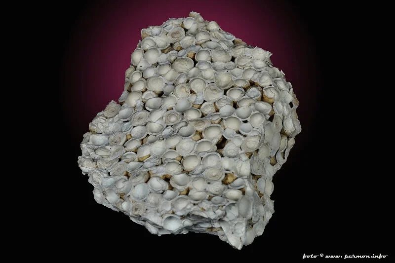 Aragonite