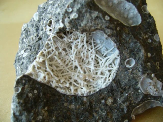 Phillipsite