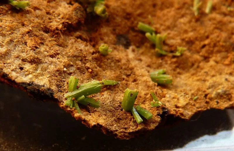Mineral photo of Pyromorphite from locality Zlaté Hory, Czech Republic