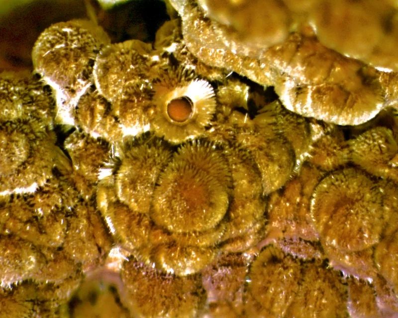 Cacoxenite
