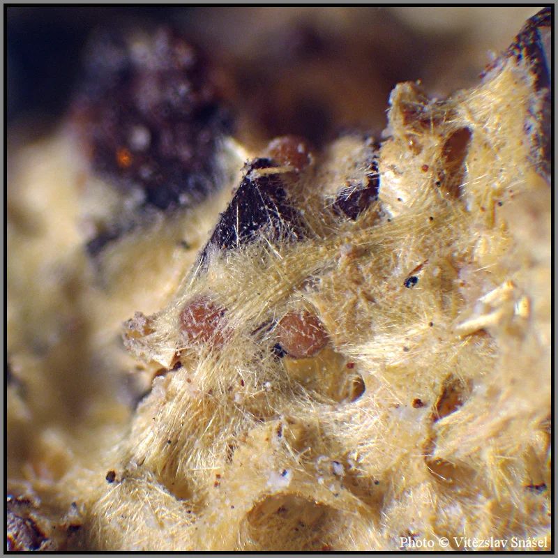 Mineral photo of Cacoxenite from locality Těškov, Czech Republic