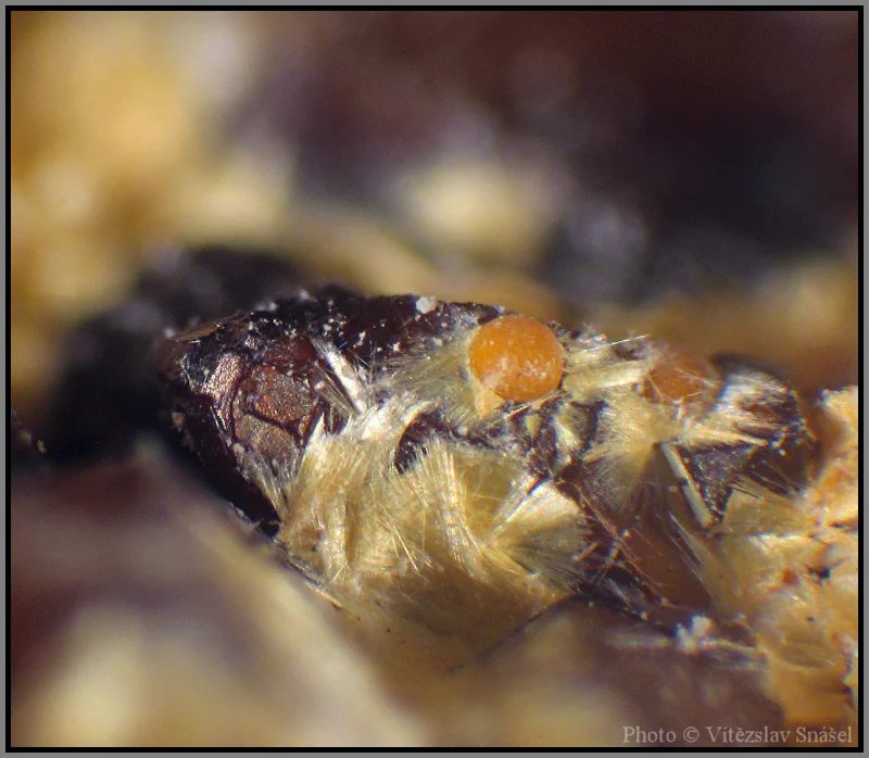 Mineral photo of Cacoxenite from locality Těškov, Czech Republic
