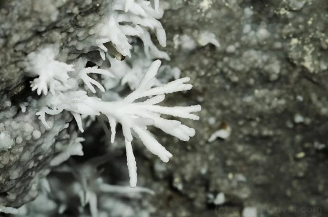 Aragonite
