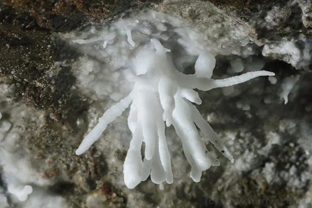 Aragonite