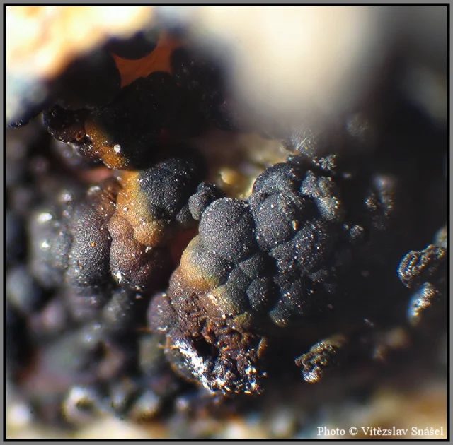 Mineral photo of Natrodufrénite from locality La Lande quarry, Brittany, France