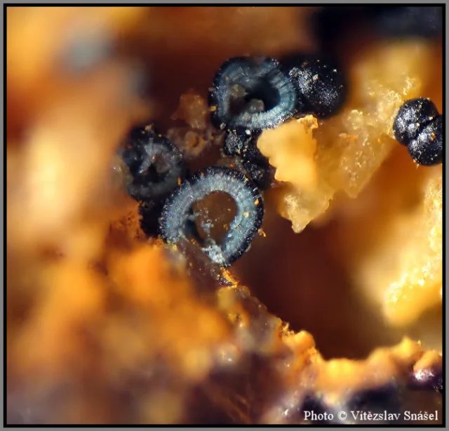 Mineral photo of Natrodufrénite from locality La Lande quarry, Brittany, France