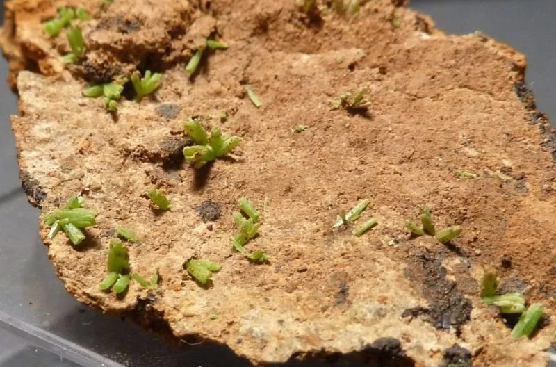 Mineral photo of Pyromorphite from locality Zlaté Hory, Czech Republic