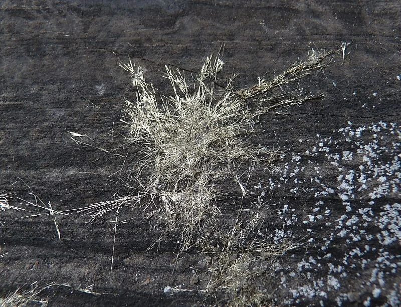Mineral photo of Millerite from locality Staříč, Czech Republic