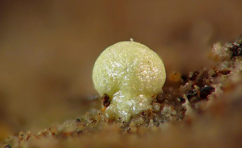 Schröckingerite