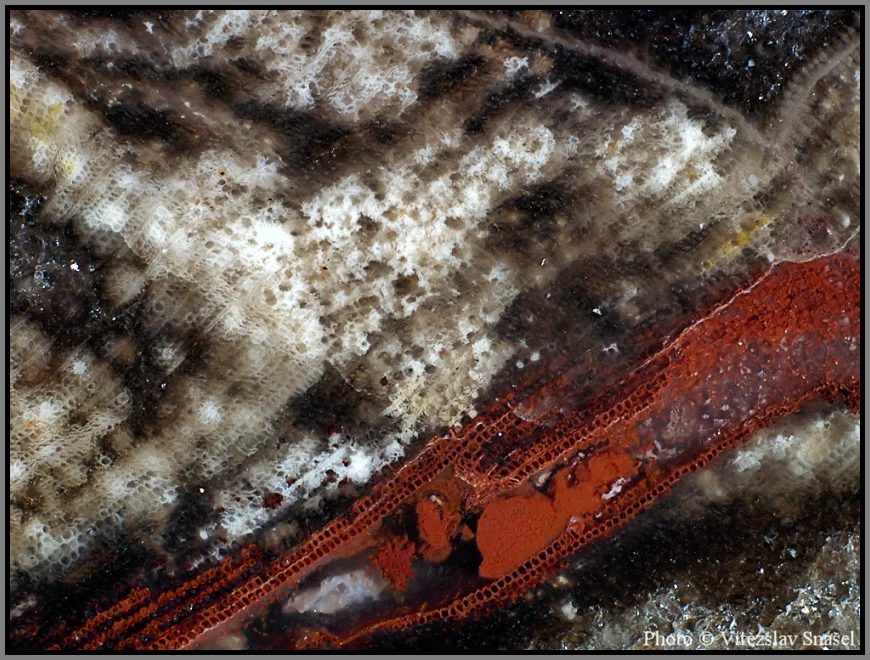 Mineral photo of Quartz (var. petrified wood) from locality Studenec, Czech Republic