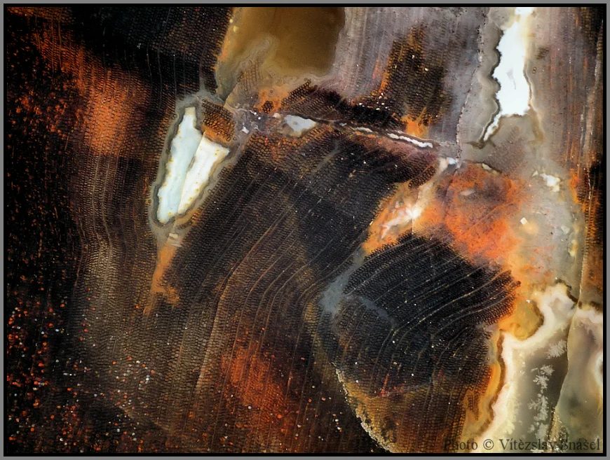 Mineral photo of Quartz (var. petrified wood) from locality Studenec, Czech Republic