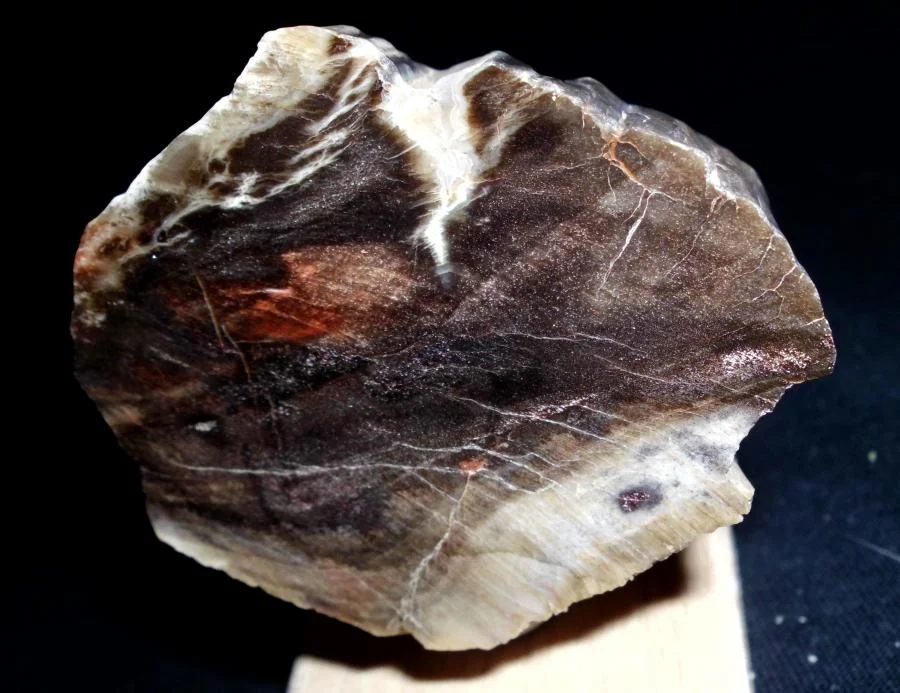 Quartz (var. petrified wood)