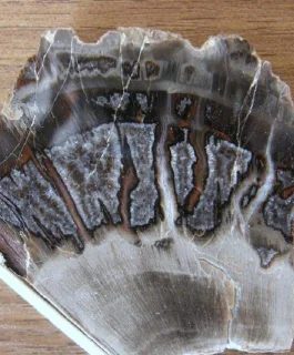 Quartz (var. petrified wood)