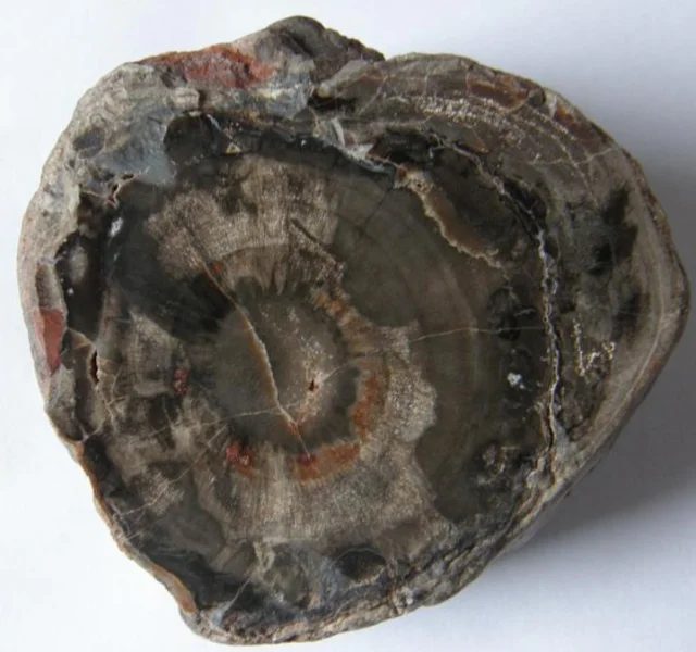 Quartz (var. petrified wood)