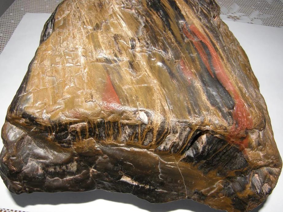 Quartz (var. petrified wood)