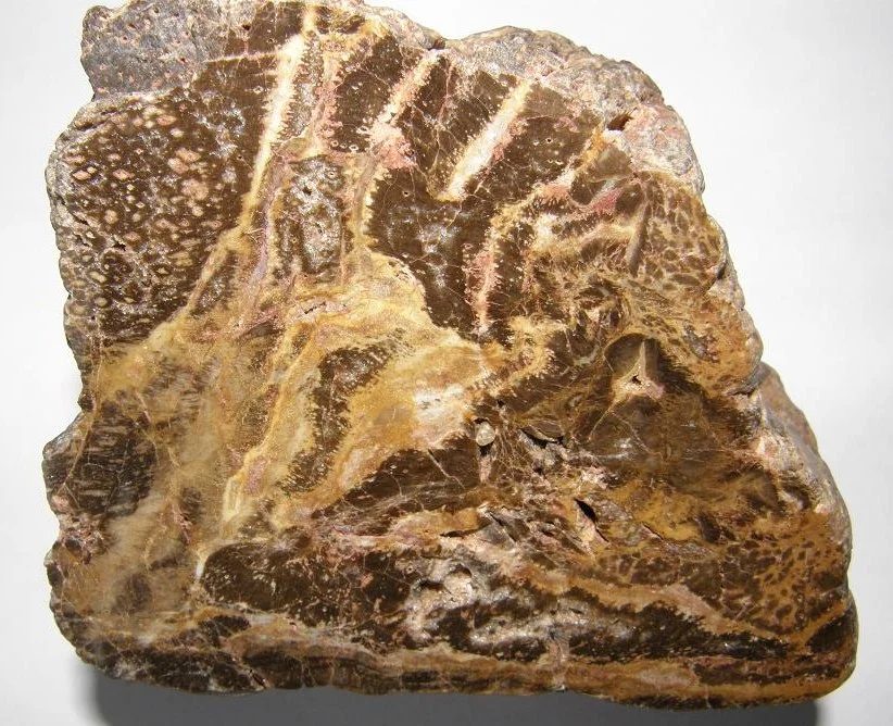 Quartz (var. petrified wood)