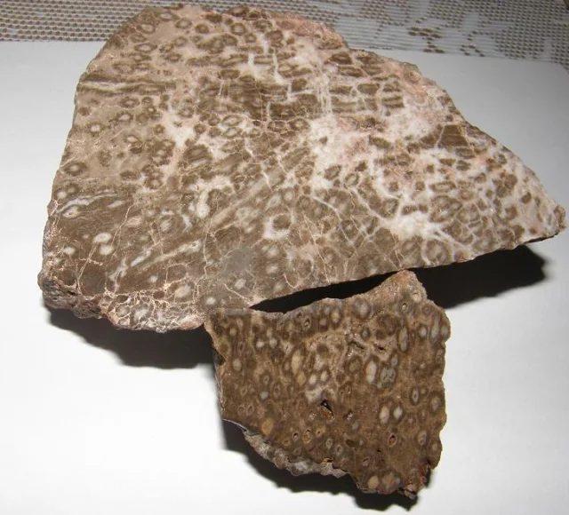 Quartz (var. petrified wood)