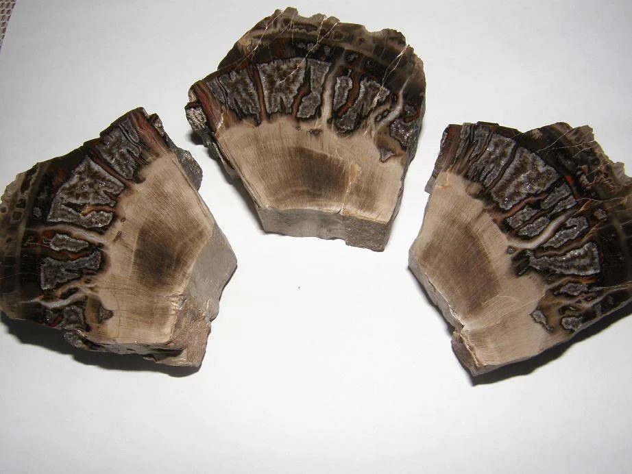 Quartz (var. petrified wood)