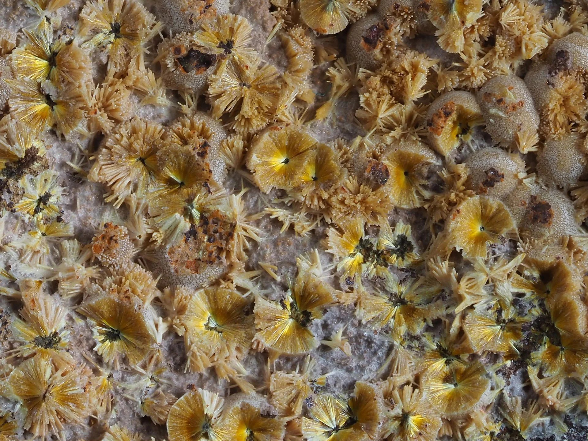Cacoxenite